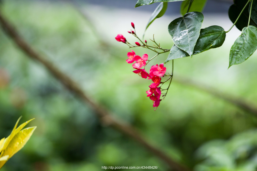 园区雨后的小花