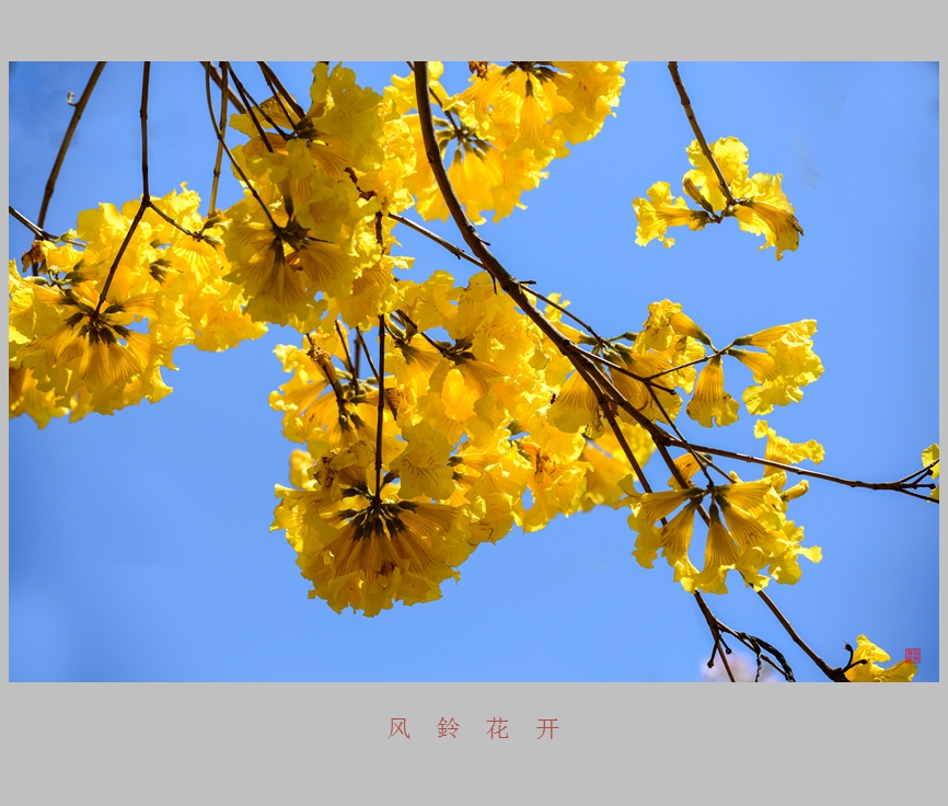 风铃花开