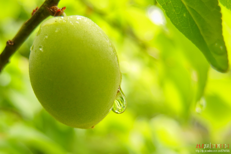 雨后生态小品(梅子,络石花等)