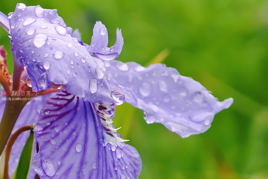 雨后生态小品梅子络石花等