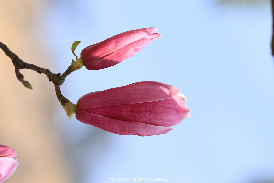 木碧花