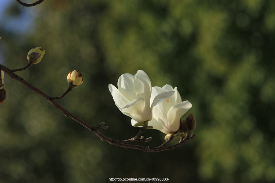 木碧花