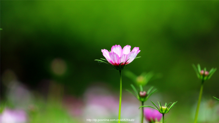 格桑花