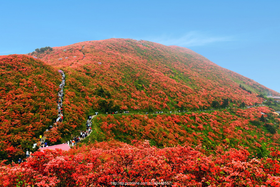 丹寨县龙泉山杜鹃花