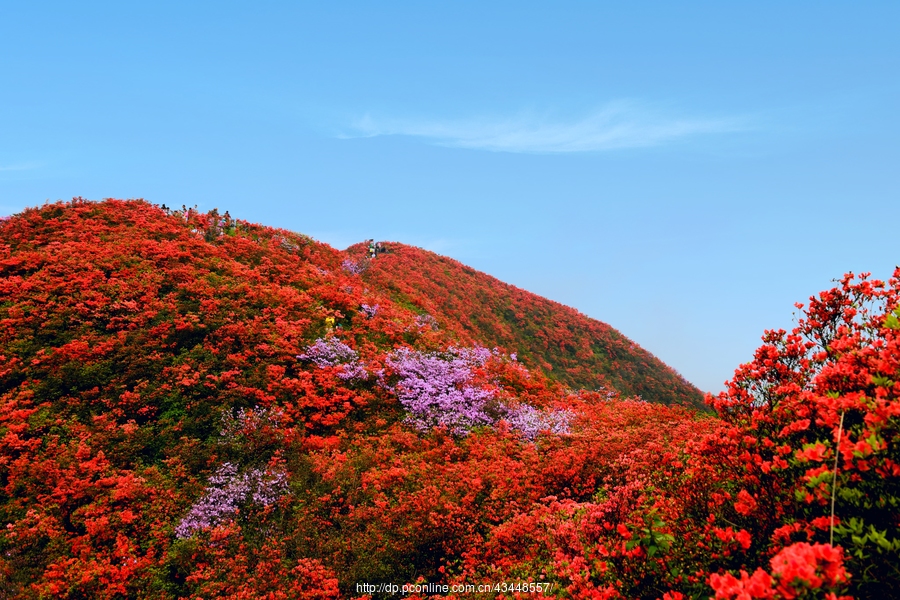 丹寨县龙泉山杜鹃花 (共 11 p)