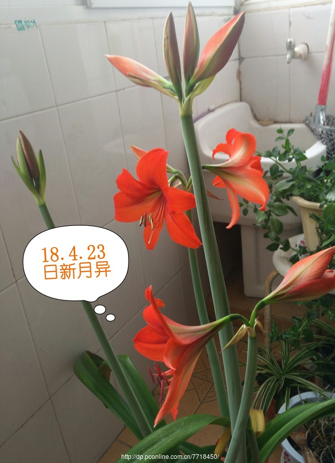 随拍蔷薇花和家花朱顶红 (共 20 p)