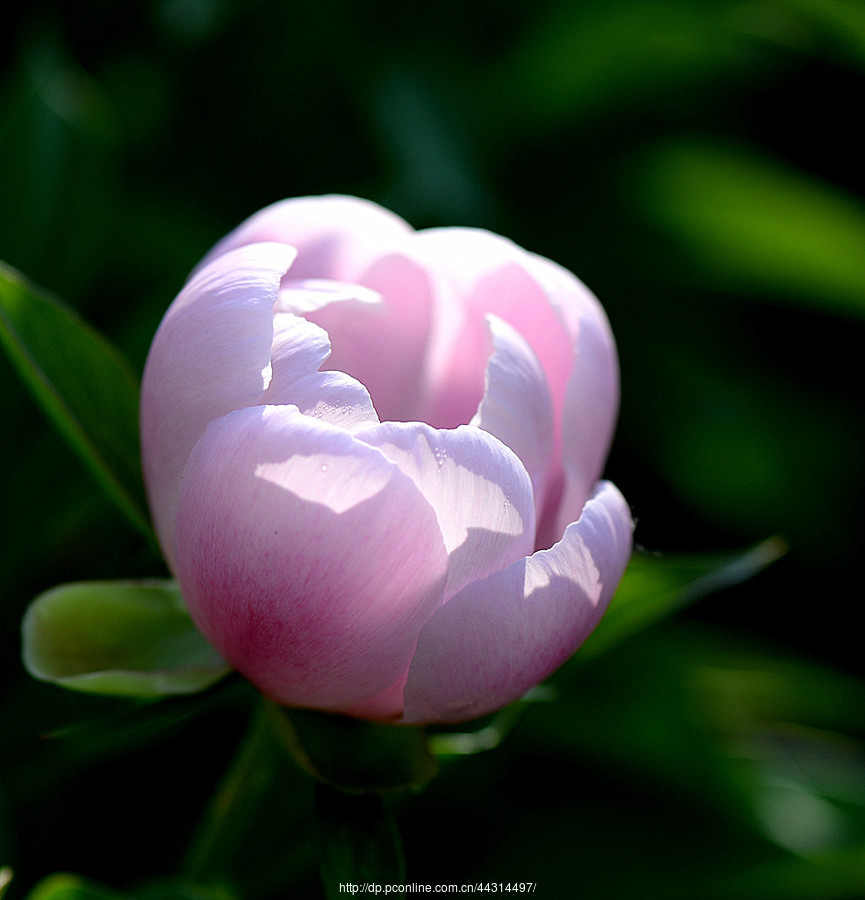 芍药