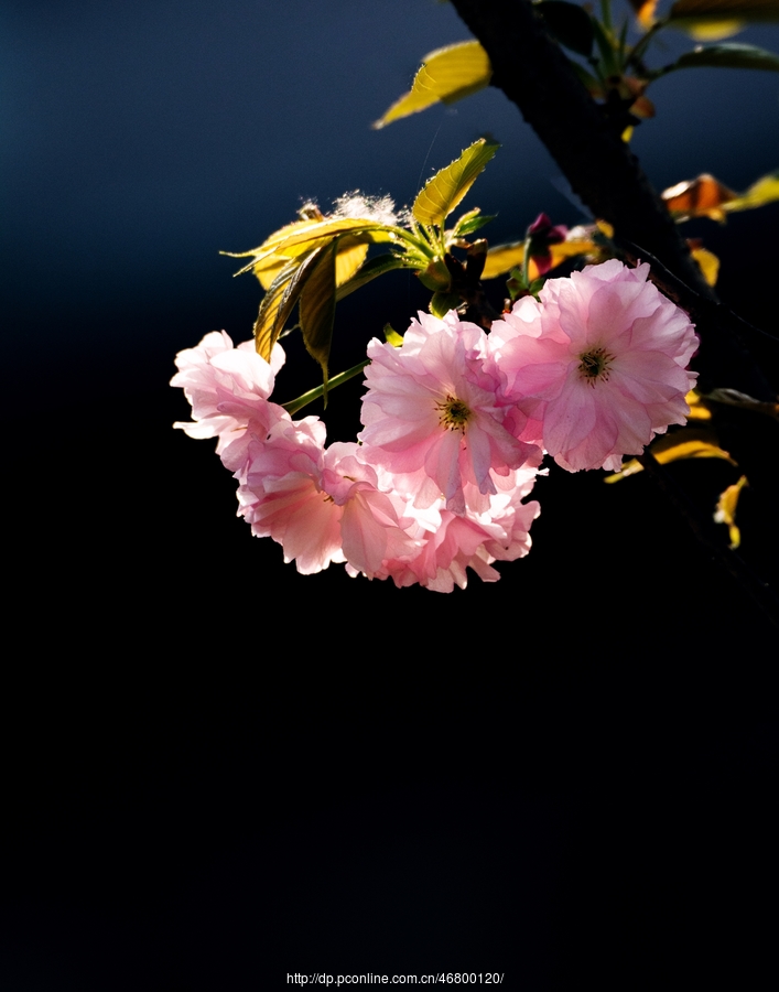 樱花朵朵