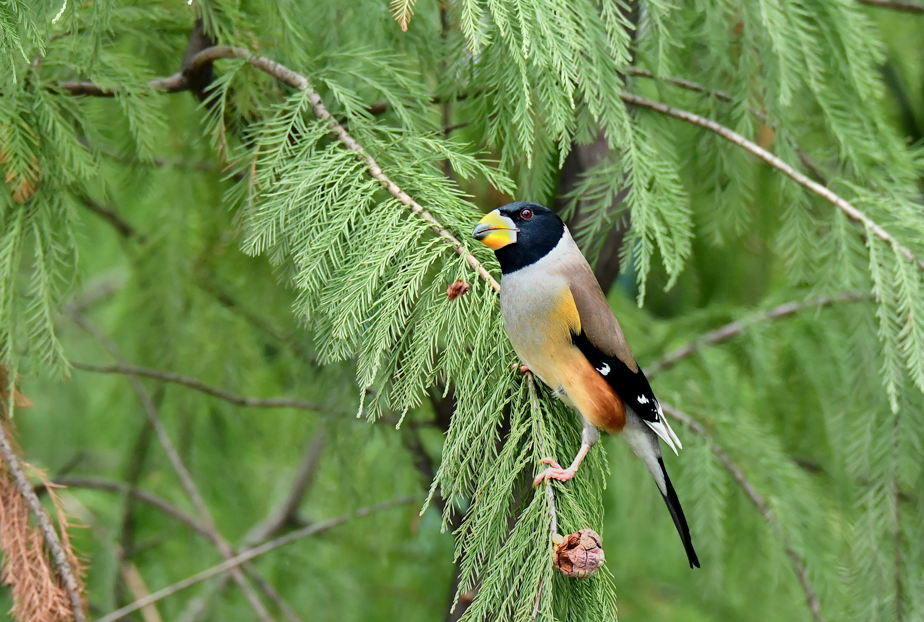 棕脸鹟莺：湖北孝感朱湖国家湿地公园 - 中国自然保护区生物标本资源共享平台