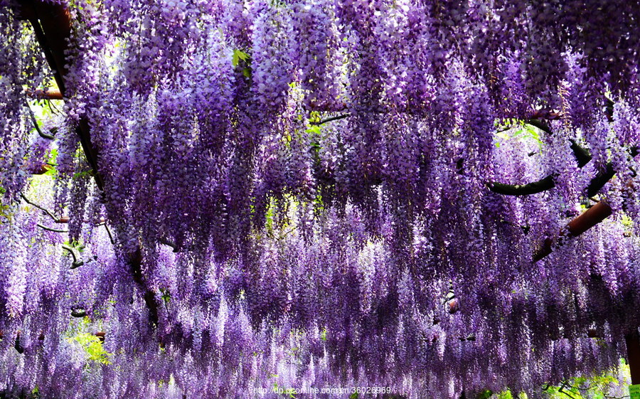 (纪实实拍组图)2018年上海市嘉定紫藤花节漫记