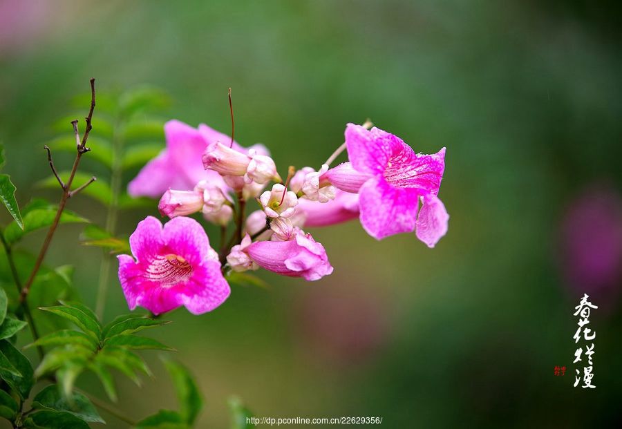 春花烂漫