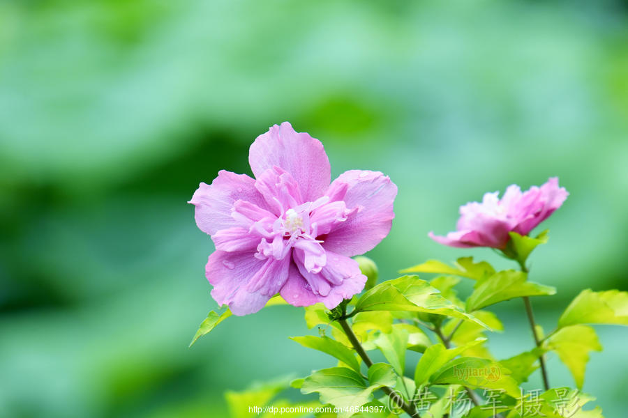 【遇见——雅致木槿花的美】