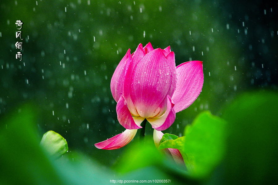 荷风细雨