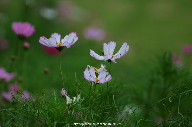 六月:波斯菊