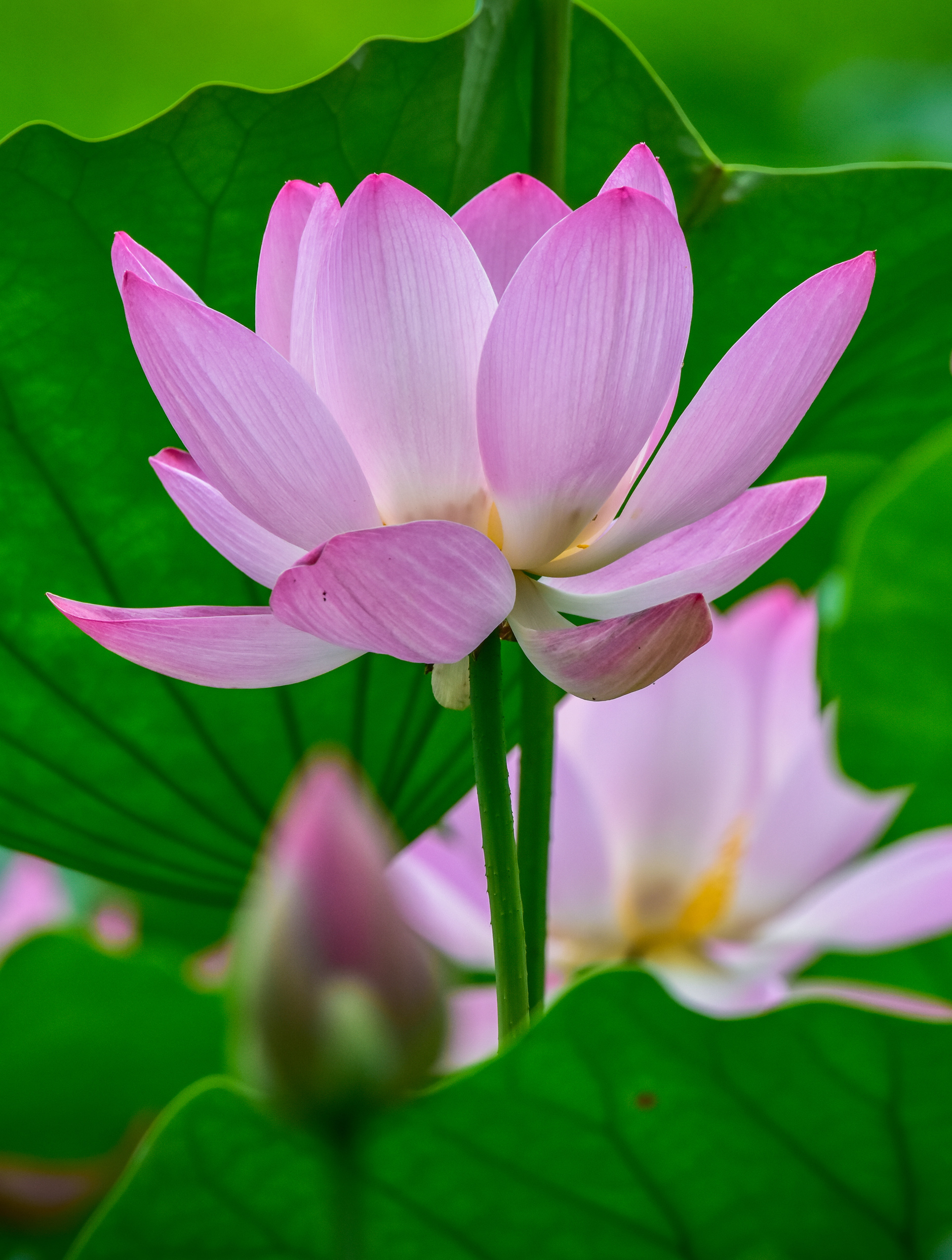 北京莲花池公园拍摄的荷花