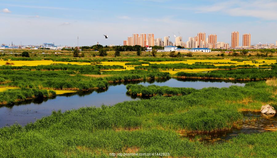 安达东湖湿地