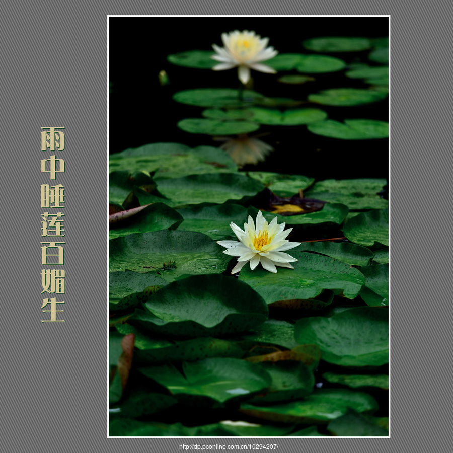 雨中睡莲百媚生_动植物与微距论坛_太平洋电脑网产品