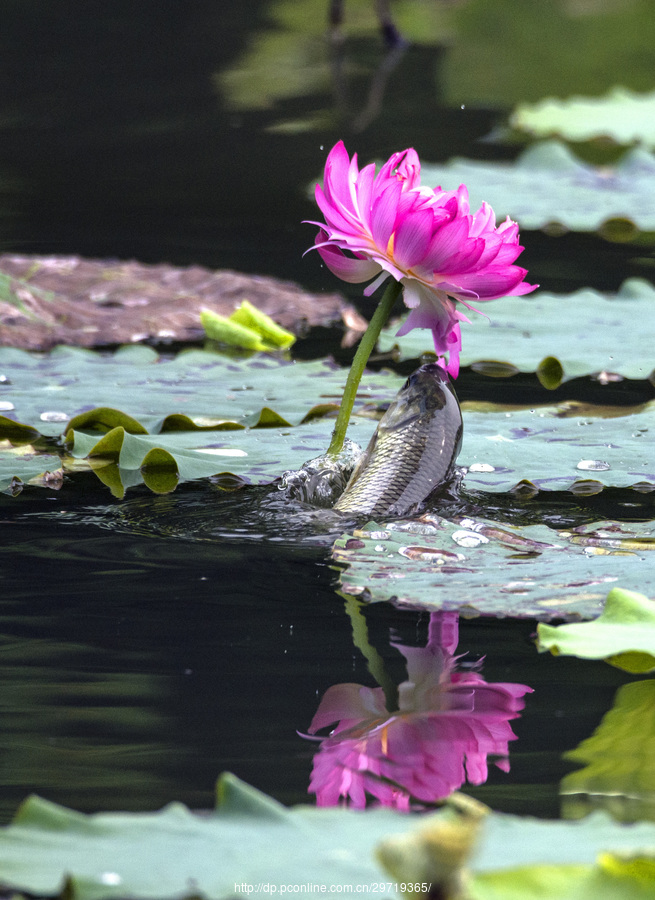 鱼花图