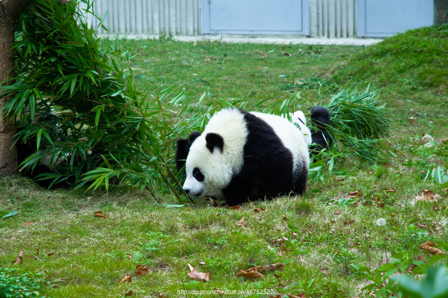 【熊猫熊猫摄影图片】生态摄影_太平洋电脑网摄影部落