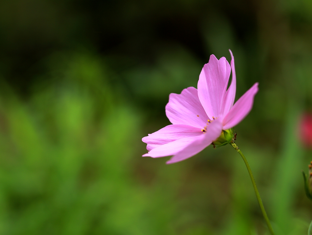 五月的格桑花