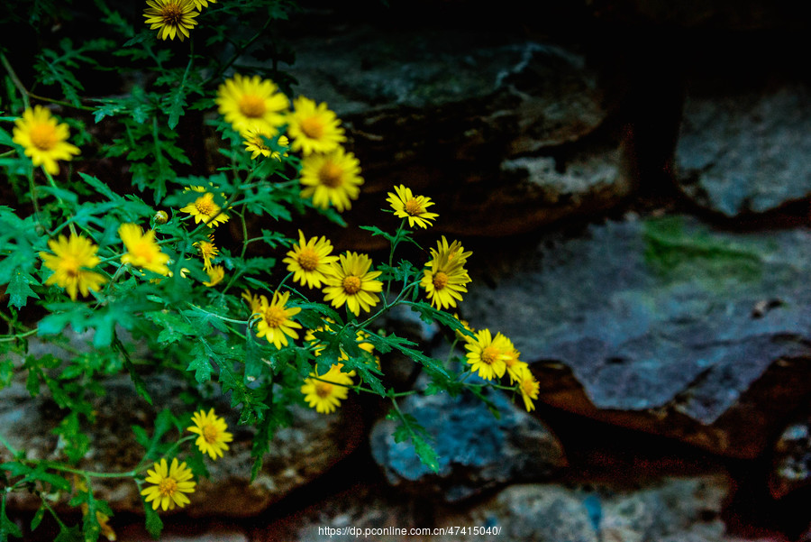 山菊花