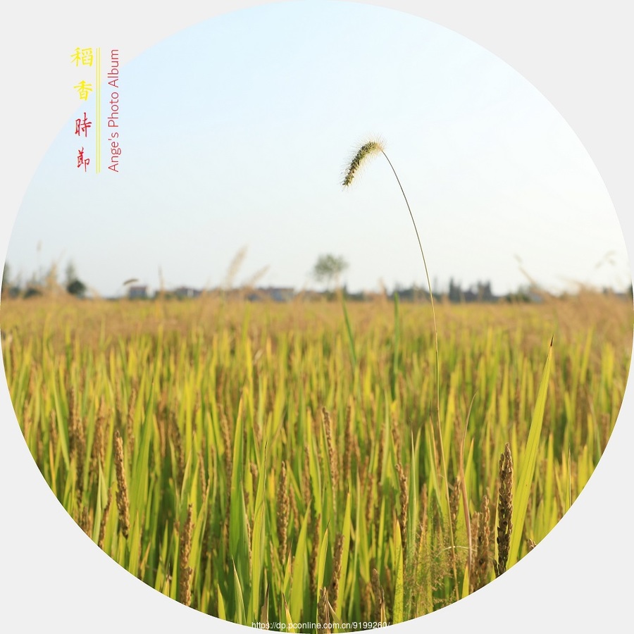 稻香时节