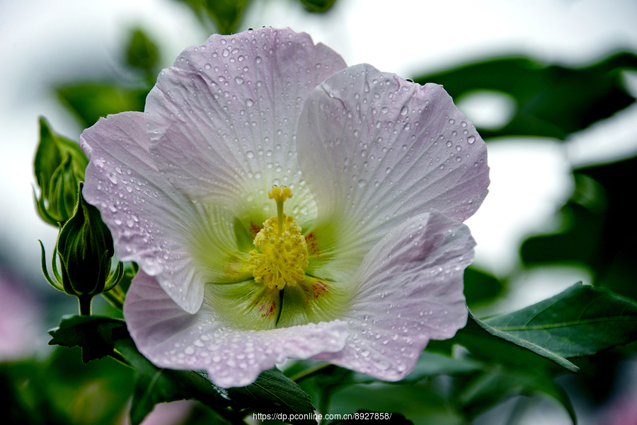 芙蓉花