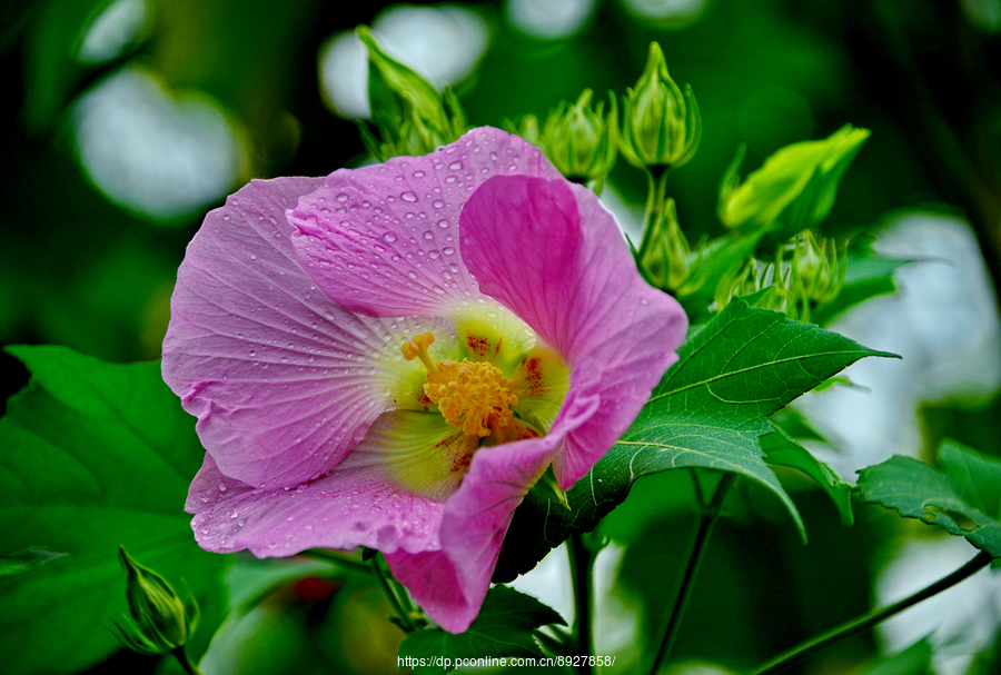 芙蓉花