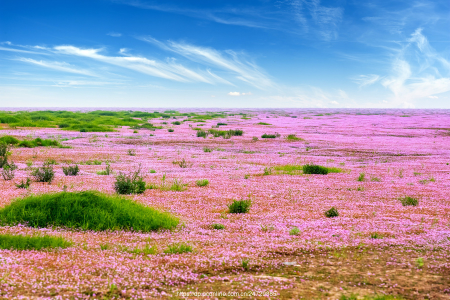 都昌这个地方的鄱阳湖花海已进入盛花期