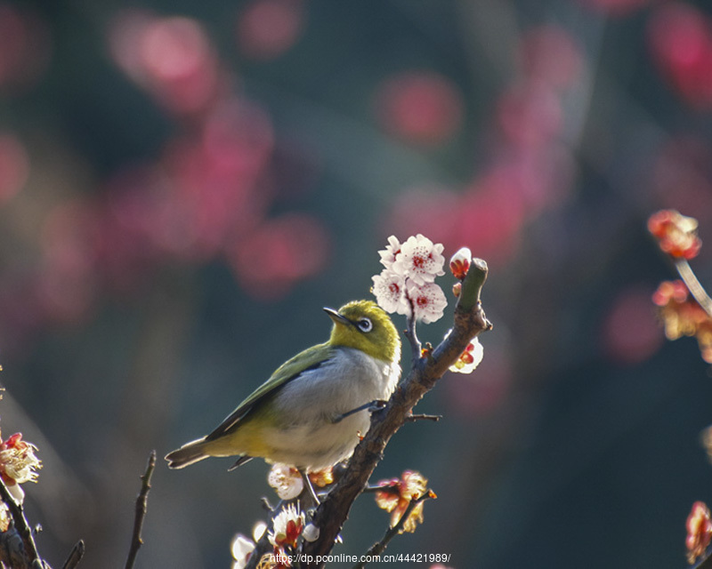 花间鸟