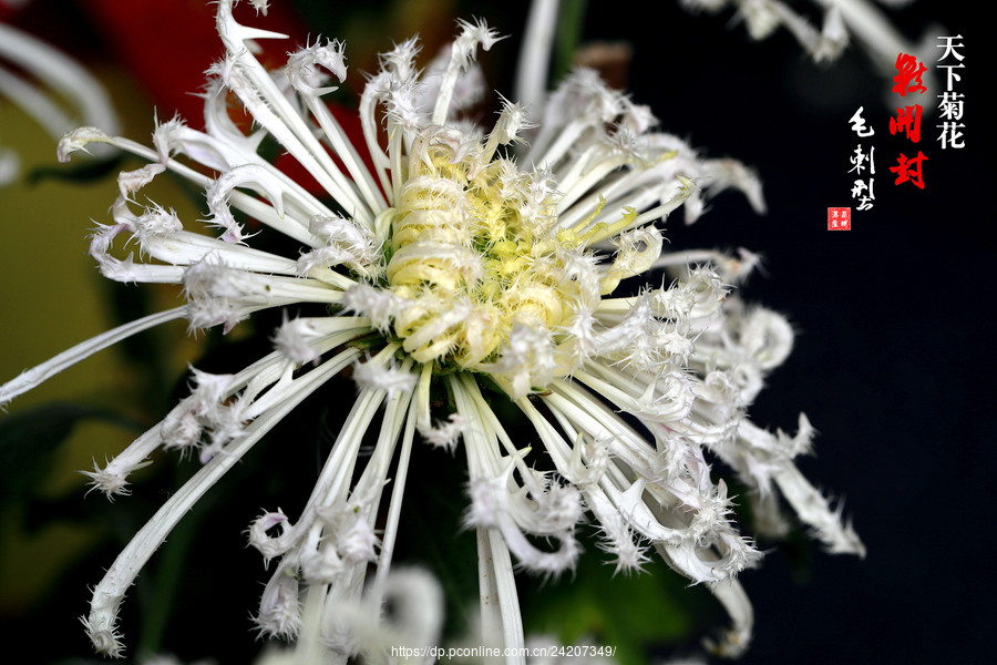 菊·毛刺型·开封菊花甲天下