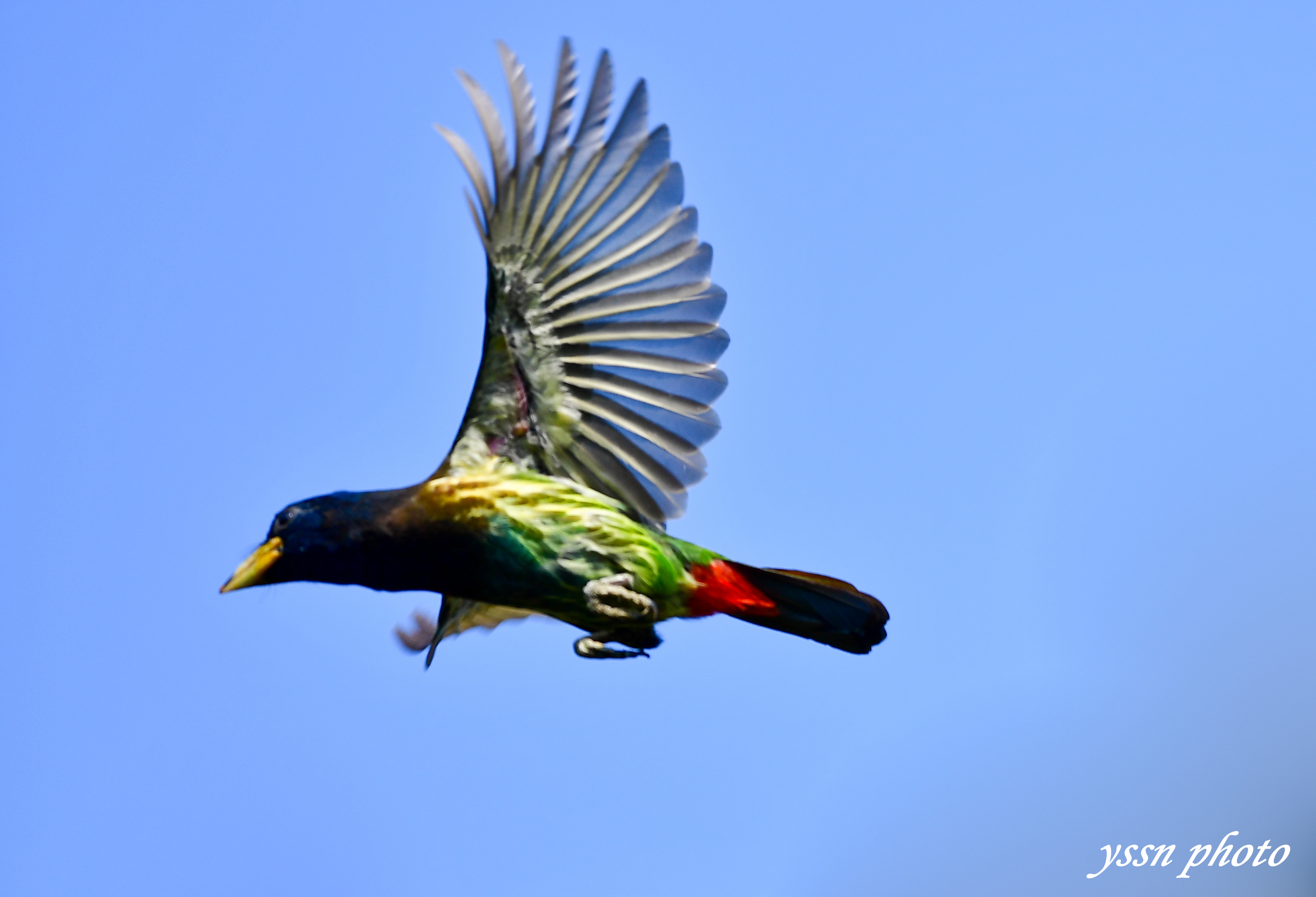 【大斑啄木鸟摄影图片】生态摄影_太平洋电脑网摄影部落