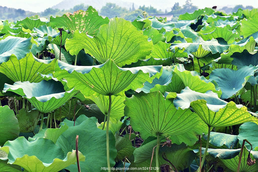 【荷叶舒展摄影图片】生态摄影_太平洋电脑网摄影部落