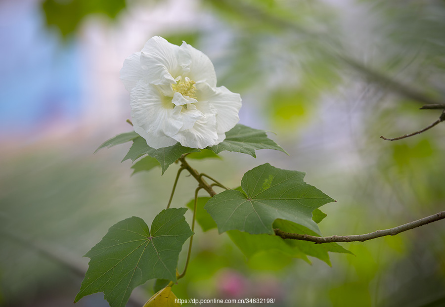 【木芙蓉摄影图片】生态摄影_qz34632198_太平洋电脑