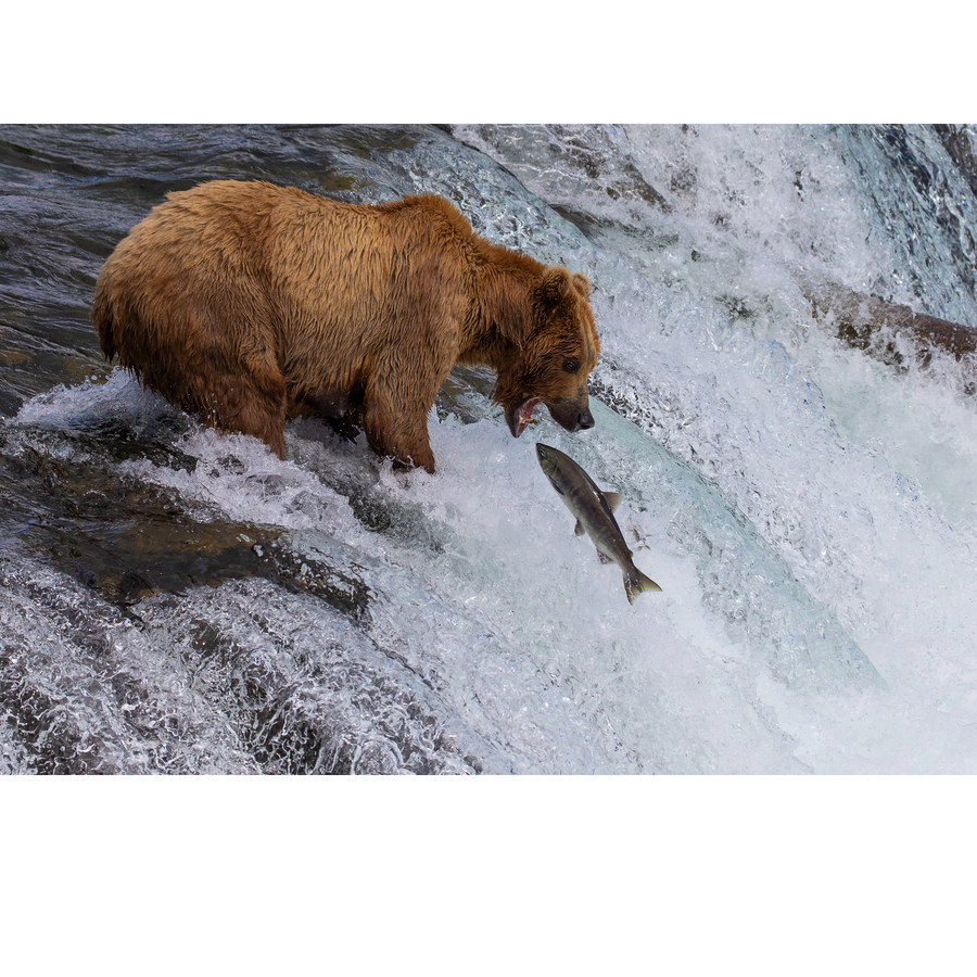 棕熊捕鱼(阿拉斯加)