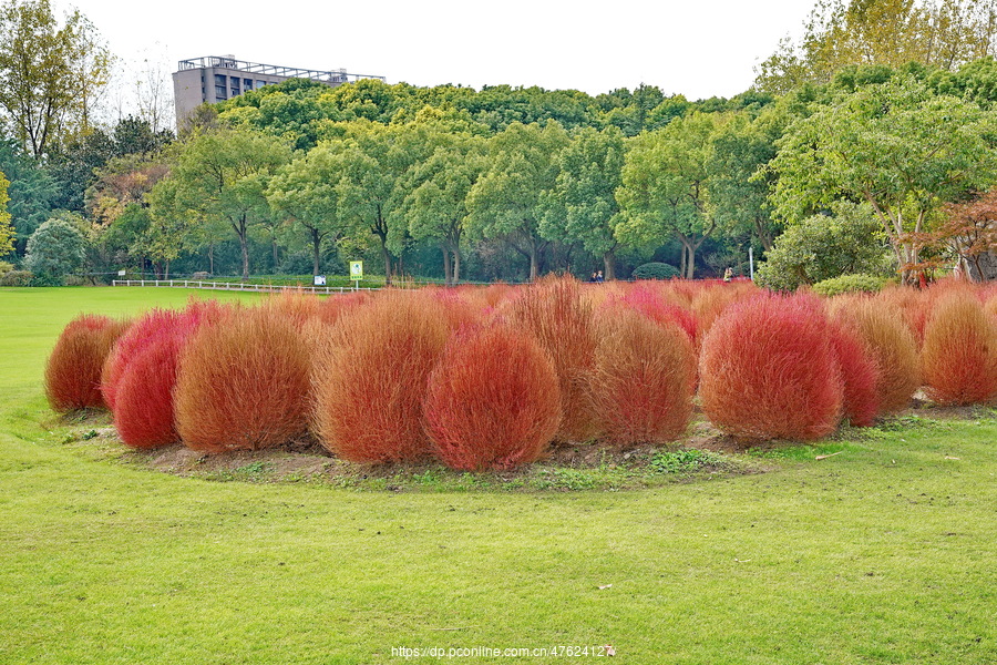 地肤草