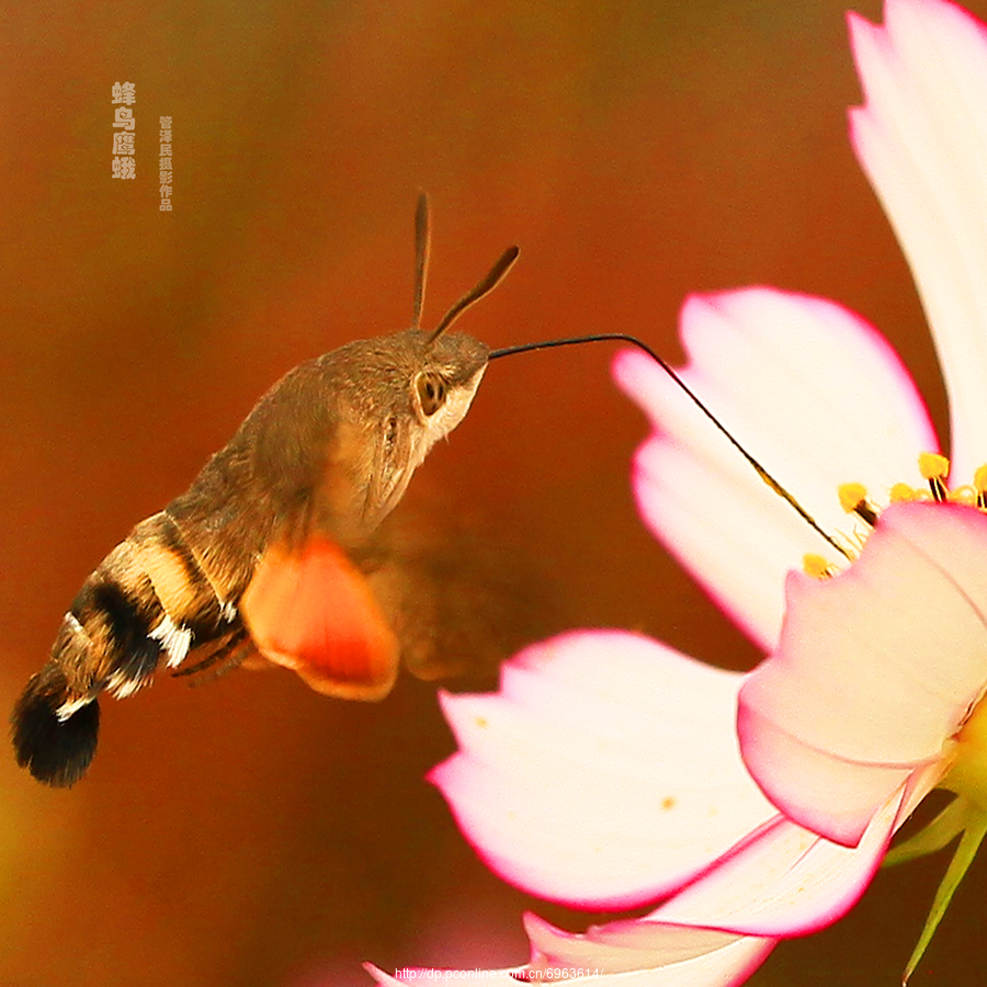 蜂鸟鹰蛾