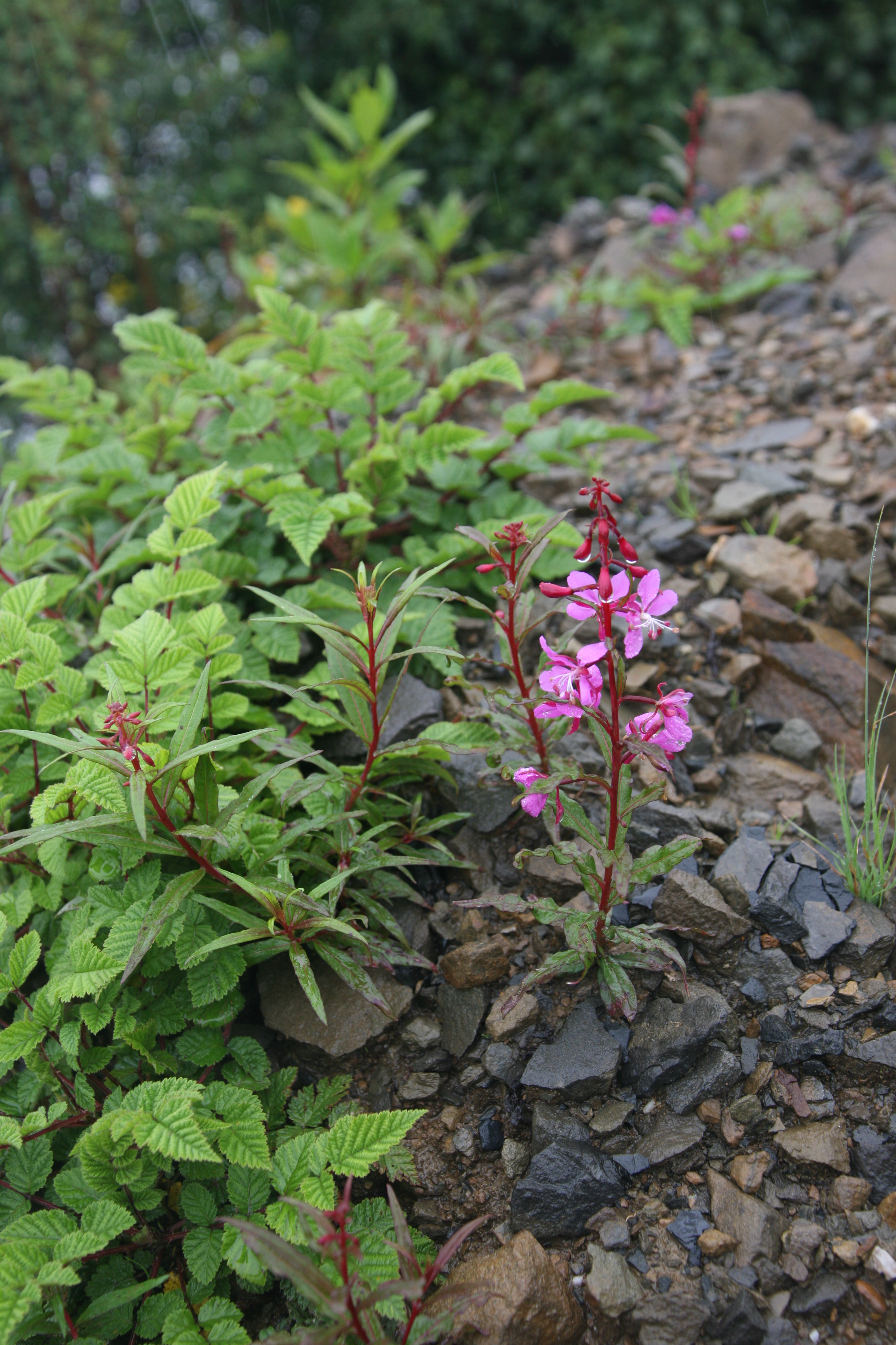 过了剪子山垭口,鲜花遍地香