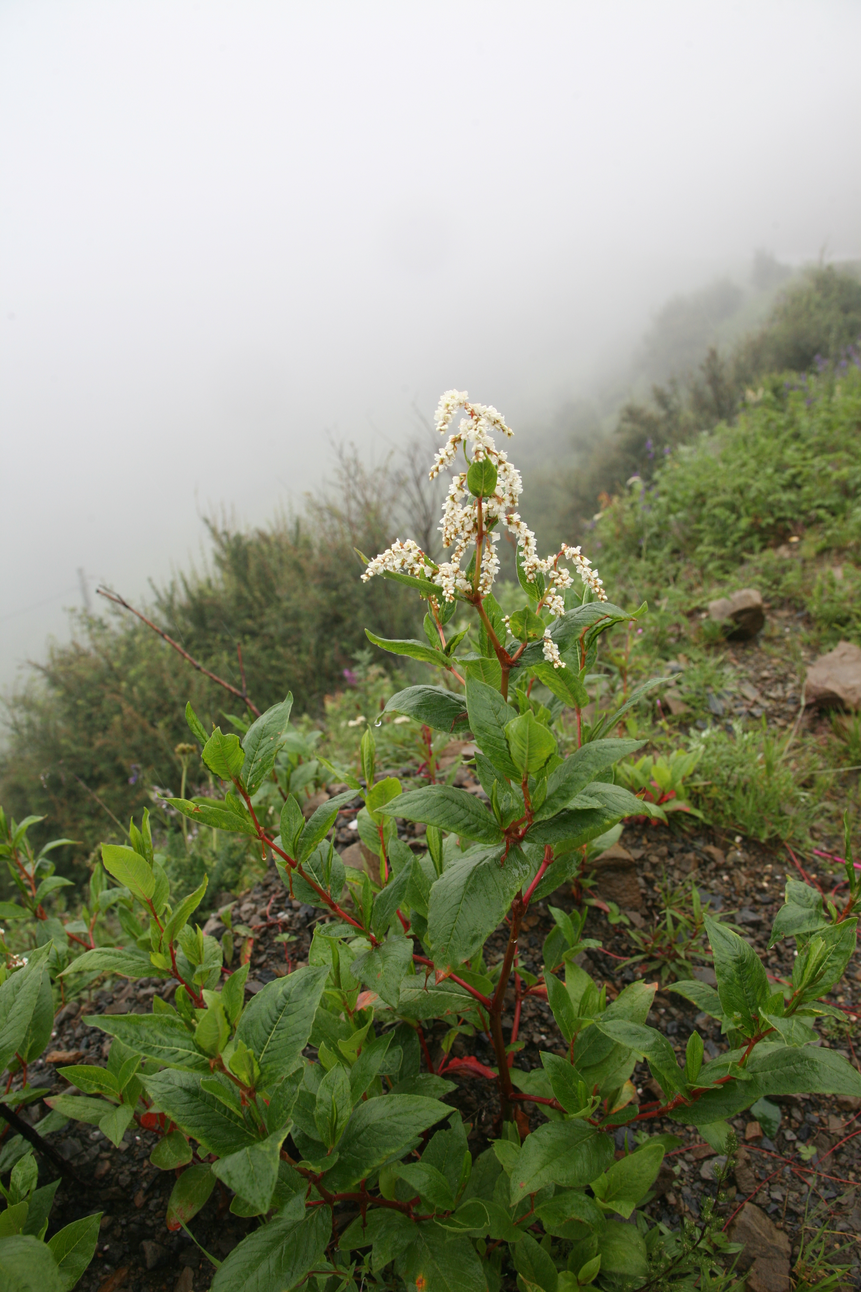 过了剪子山垭口,鲜花遍地香