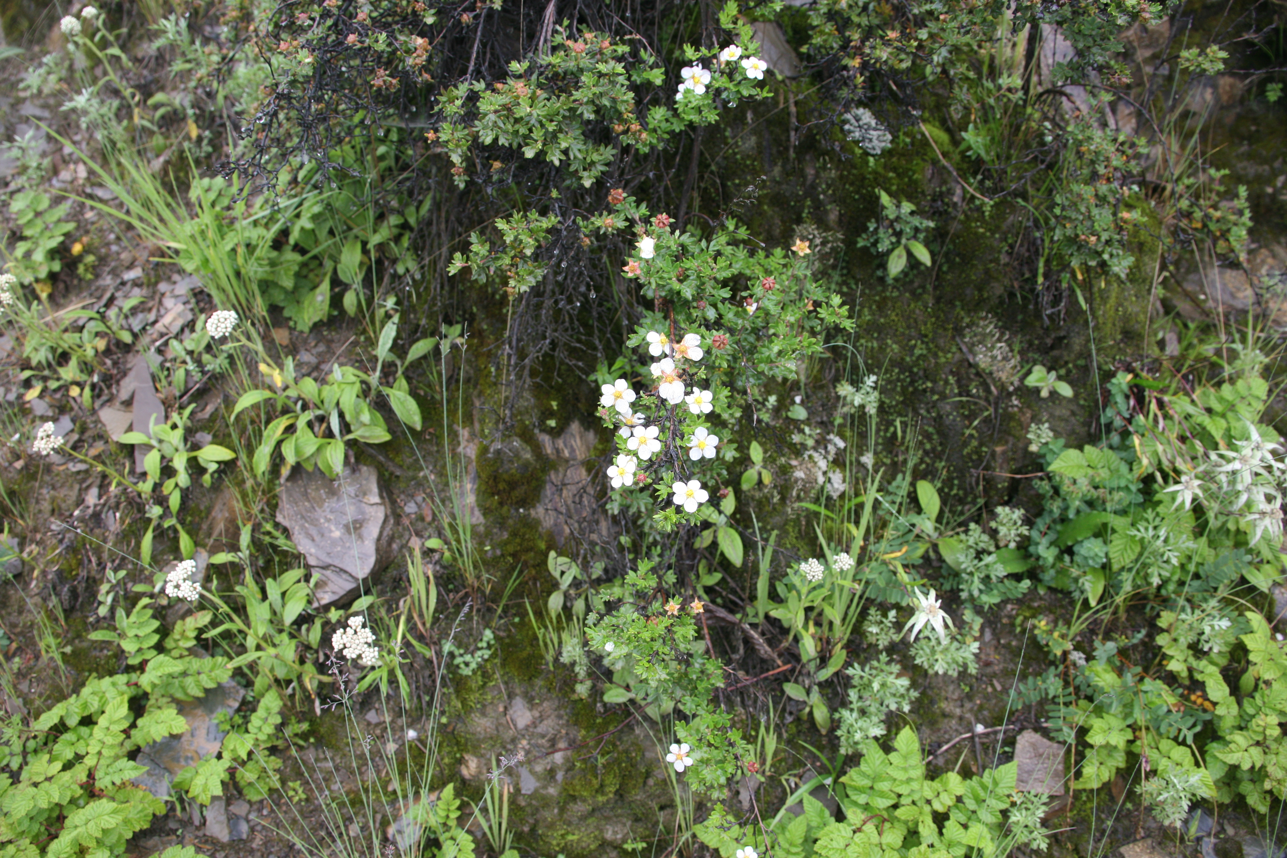 过了剪子山垭口,鲜花遍地香