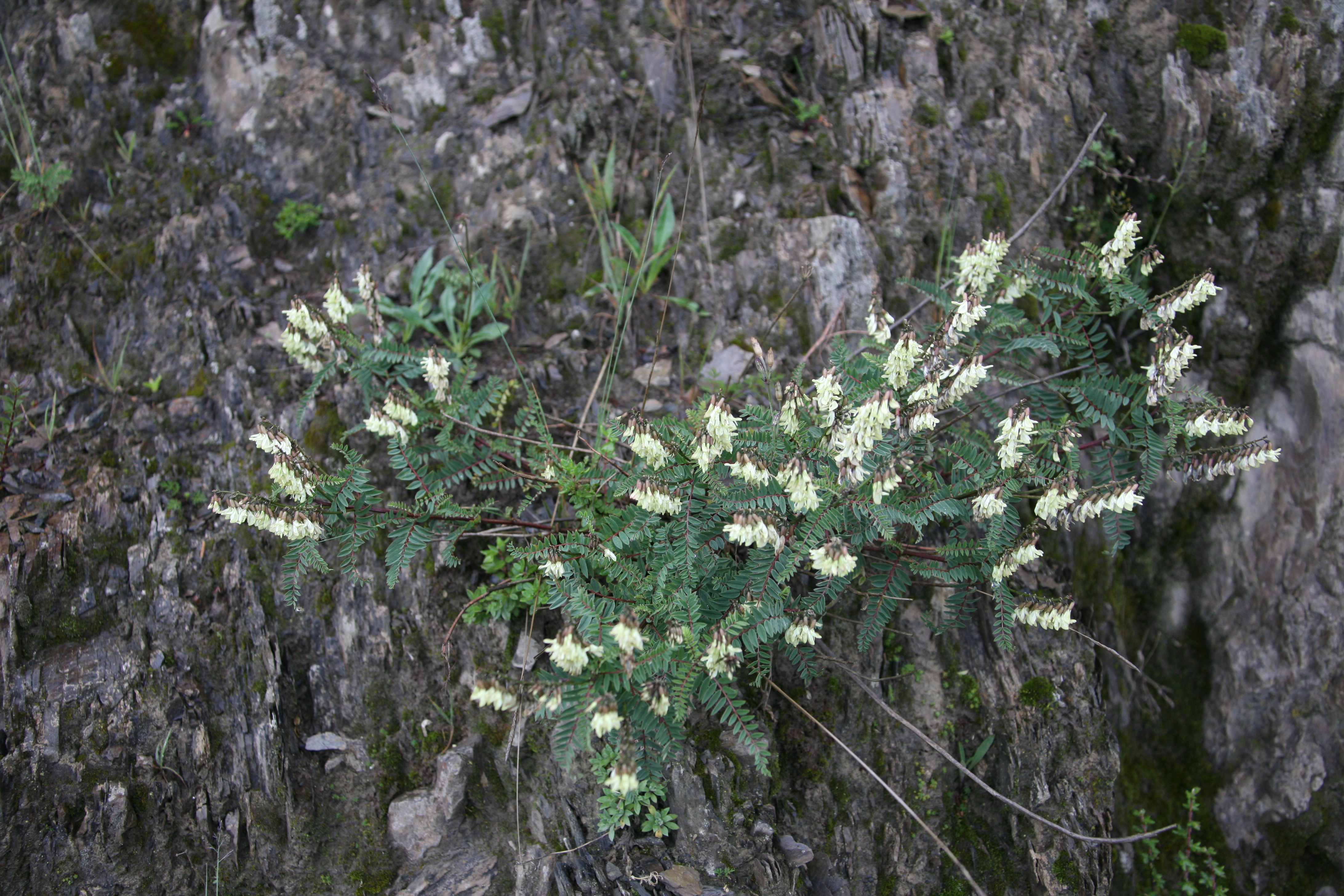 过了剪子山垭口,鲜花遍地香