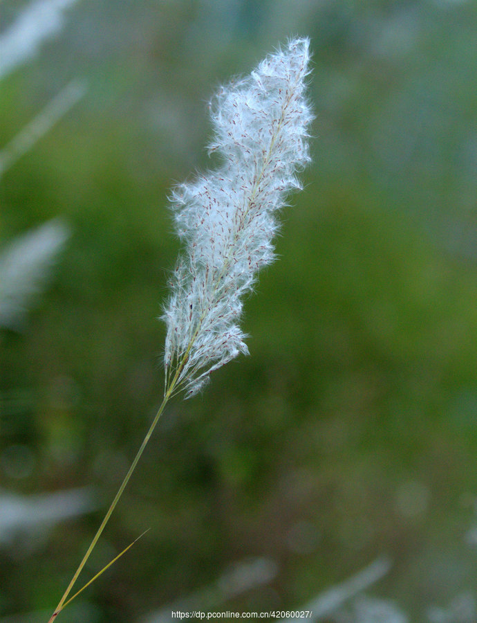 【芦苇花】