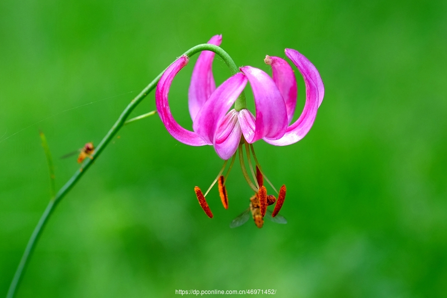 垂花百合