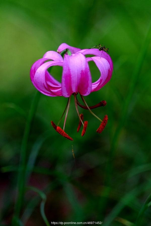 垂花百合