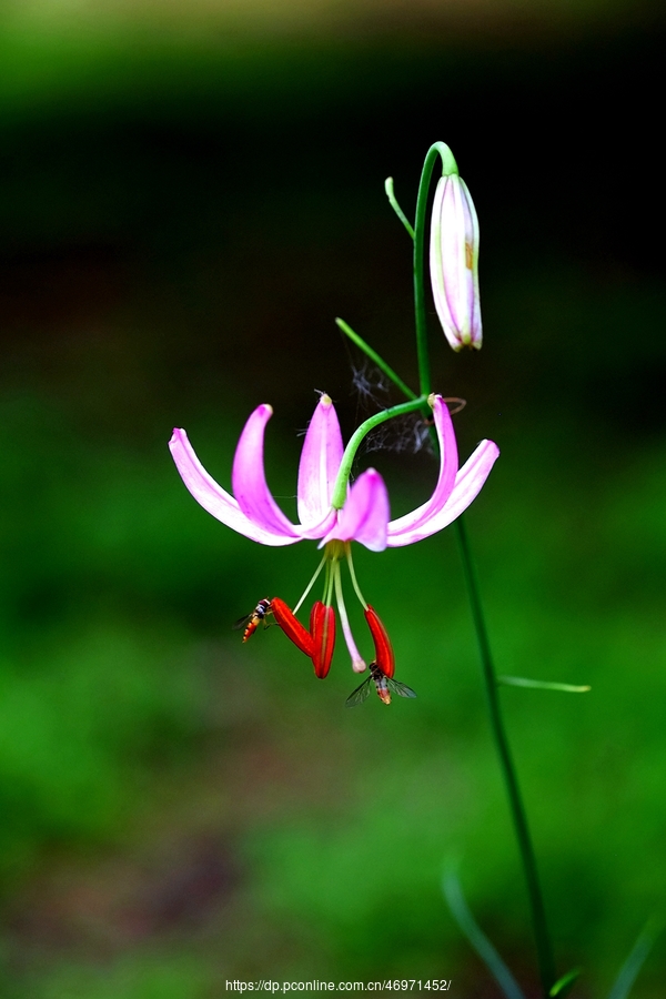 垂花百合