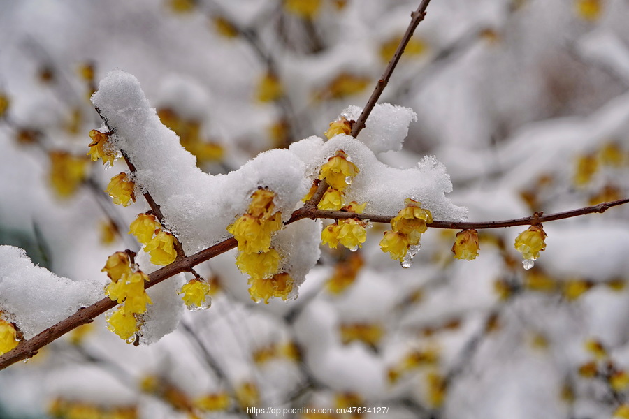 腊梅傲雪