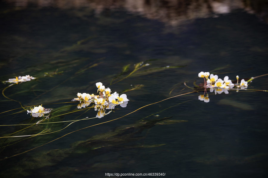 水中花