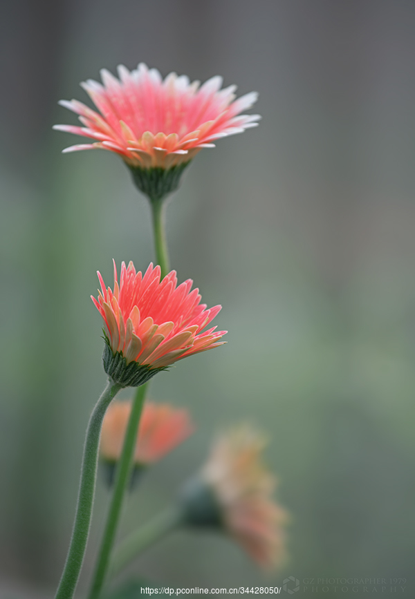 非洲菊