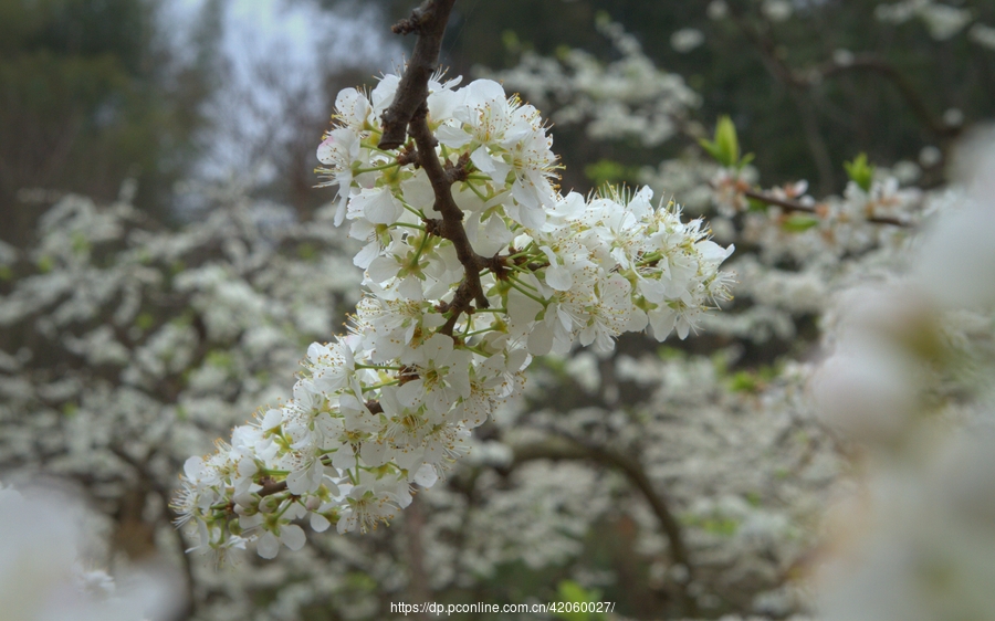 早春二月李花开9