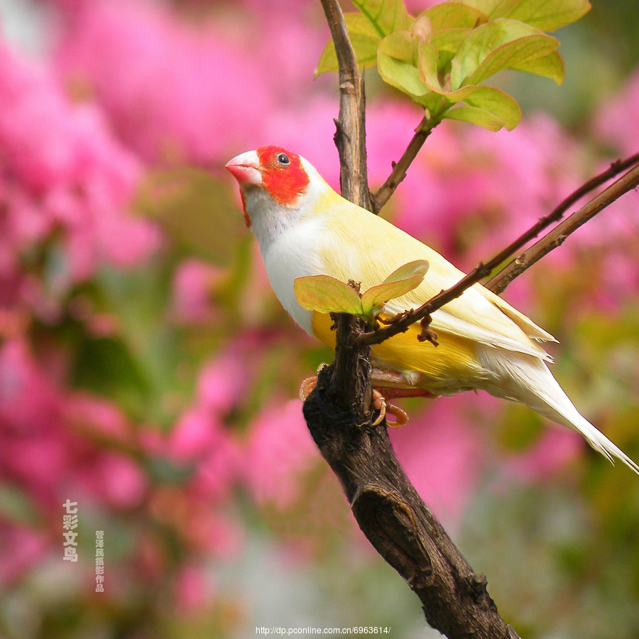 七彩鸟